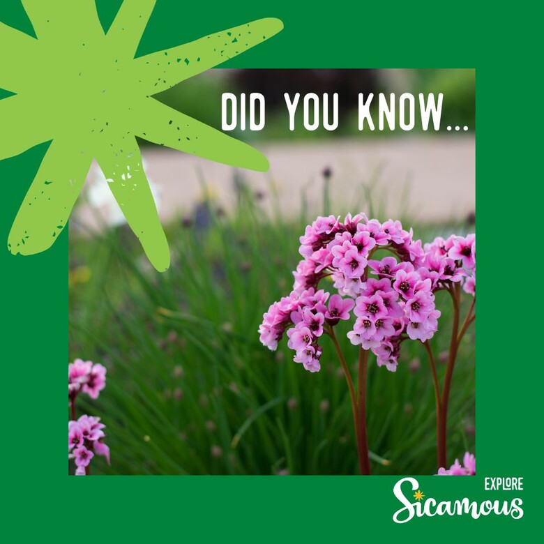 Did you know Sicamous is part of the Communities in Bloom program?