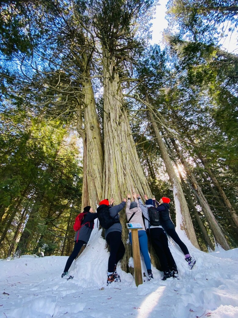 The Big Tree Game: An Adventure Girl Hide & Seek